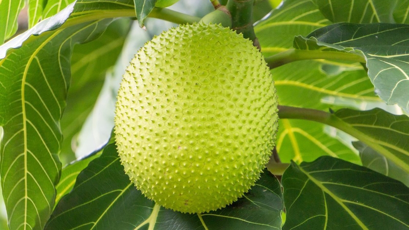 Đuổi gián bằng quả sake
